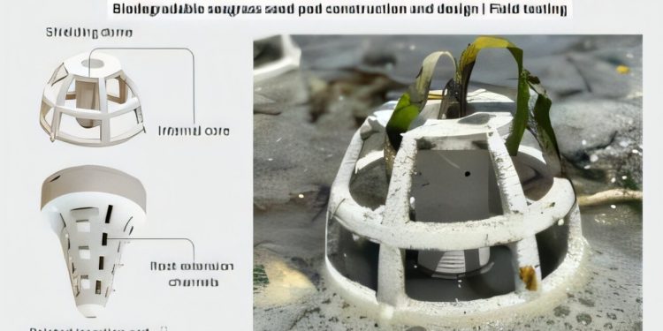 3D-Druck aus Bioplastik soll Seegraswiesen in Thailand retten