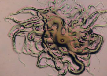 Gefährliche Fischseuche breitet sich in brasiliens Aquakulturen aus