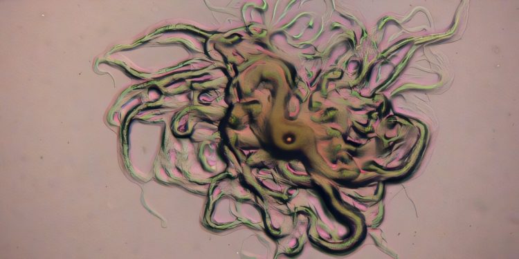 Gefährliche Fischseuche breitet sich in brasiliens Aquakulturen aus