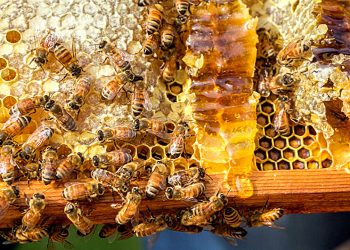 Neue Bienen-Studie könnte US-Regeln für Bio-Honig lockern