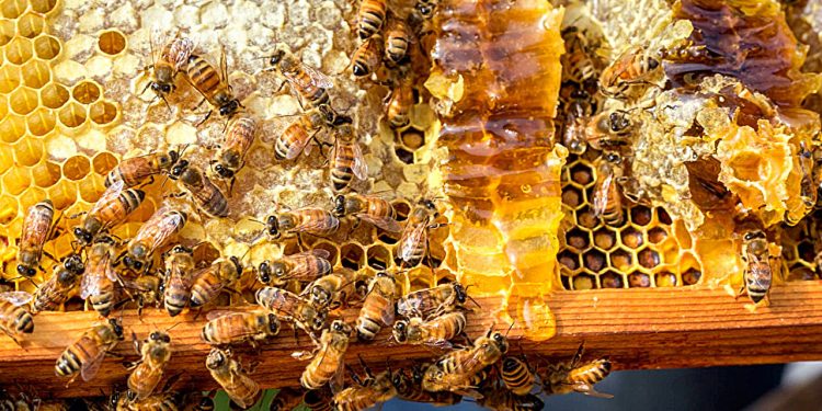 Neue Bienen-Studie könnte US-Regeln für Bio-Honig lockern